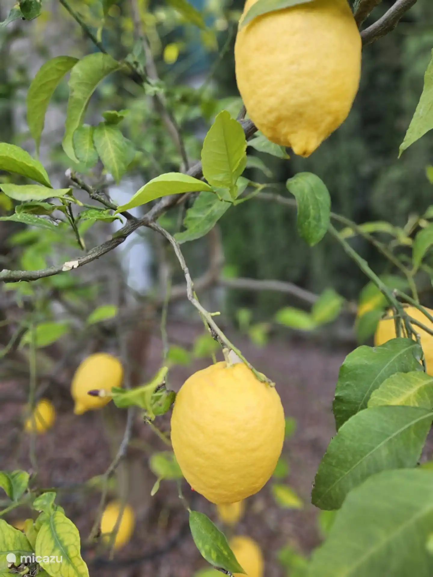 Sinaasappel-, citroen en limoen bomen in de tuin aanwezig.
