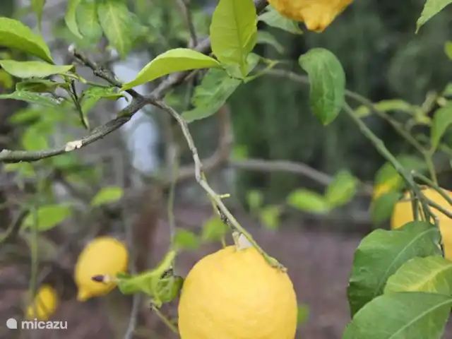 CasaCalifornia en España, Costa Blanca, Moraira - villa Naranjos, limoneros y tilos en el jardín.