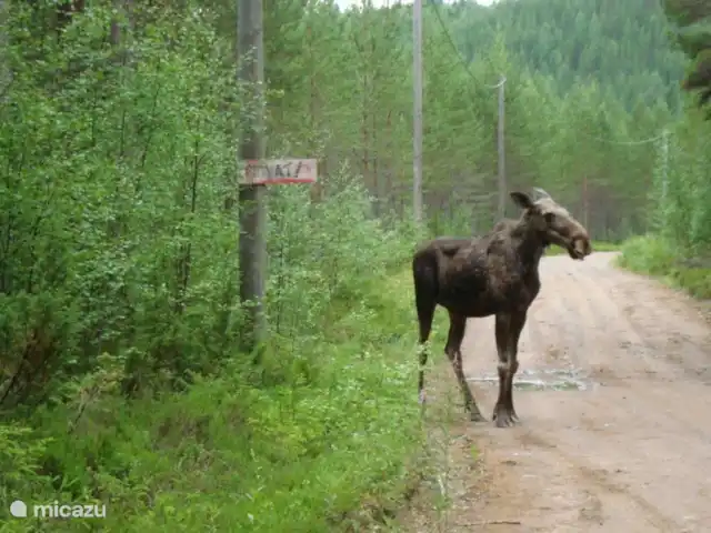 Teegelgård | Suède, Värmland, Storfors - maison de vacances Vous pouvez les rencontrer dans la région
