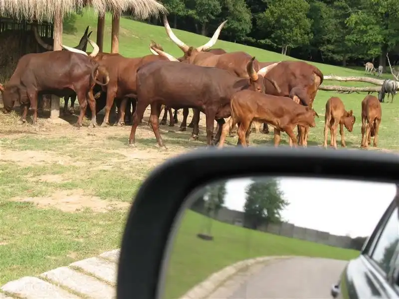 En el zoológico de Dvur Kralove también hay una sección de safari por la que puede conducir con su propio automóvil.