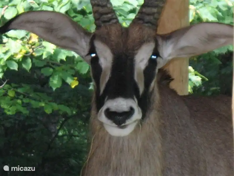 También en la zona de safari.