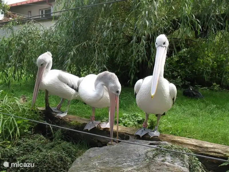 El zoológico está bien cuidado con senderos agradables y muchos animales para ver.