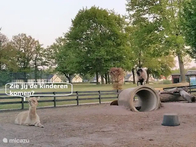 Location de Vacances Pays-Bas, Limbourg, Echt-Susteren, chalet - Chalet Limbourg Les animaux ont hâte de revoir les enfants !