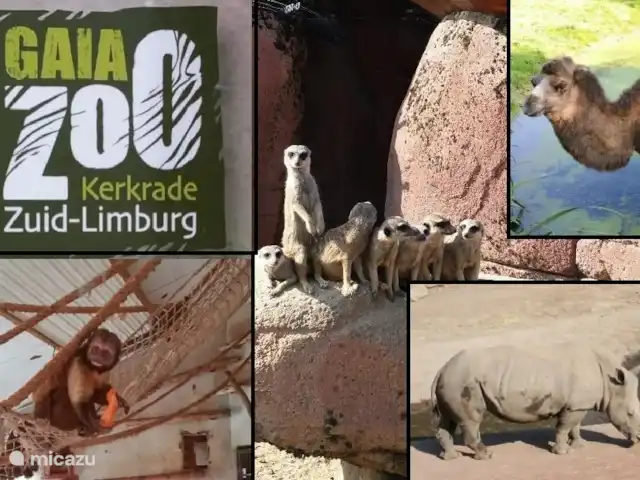 Location de Vacances Pays-Bas, Limbourg, Echt-Susteren, chalet - Chalet Limbourg Au zoo de Gaia, vous pouvez voir des animaux du monde entier en une journée. Réservez une visite privée et un guide Gaia vous emmènera dans les plus beaux endroits du zoo. 
Réservez dès maintenant votre place à LIMBURG CHALET