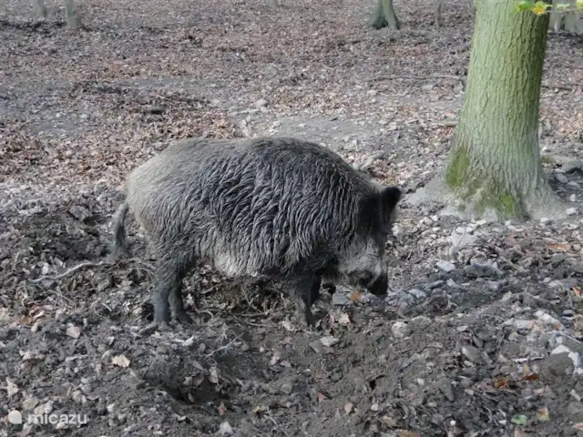 Soy Sternberg 33 en Alemania, Sauerland, Frankenau - casa vacacional Jabalí