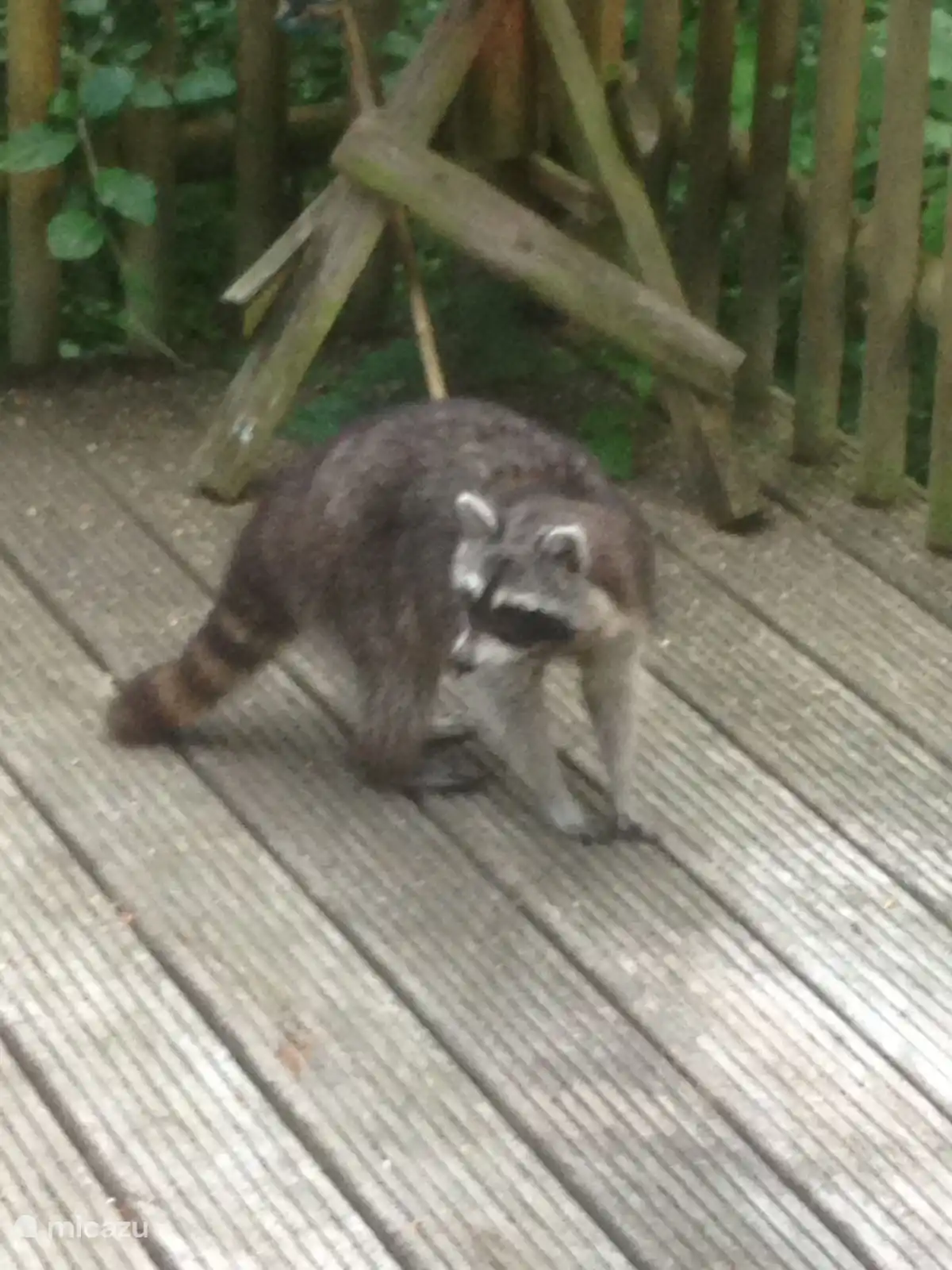 Visiteur régulier avec nous sur la terrasse