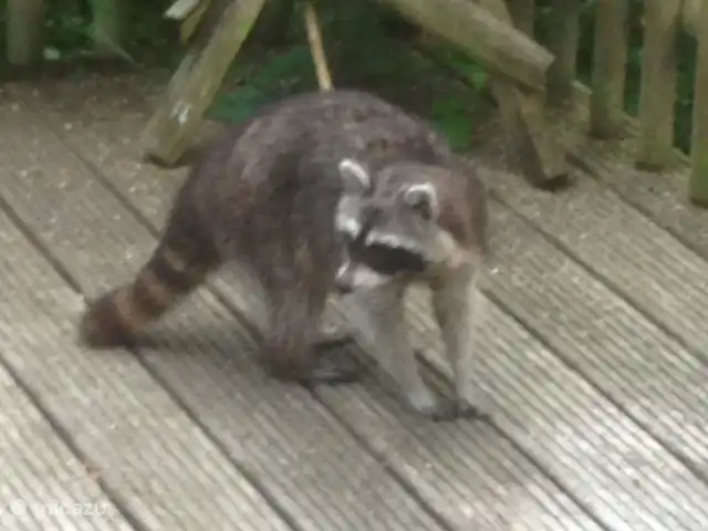 Soy Sternberg 33 en Alemania, Sauerland, Frankenau - casa vacacional Visitante habitual con nosotros en la terraza