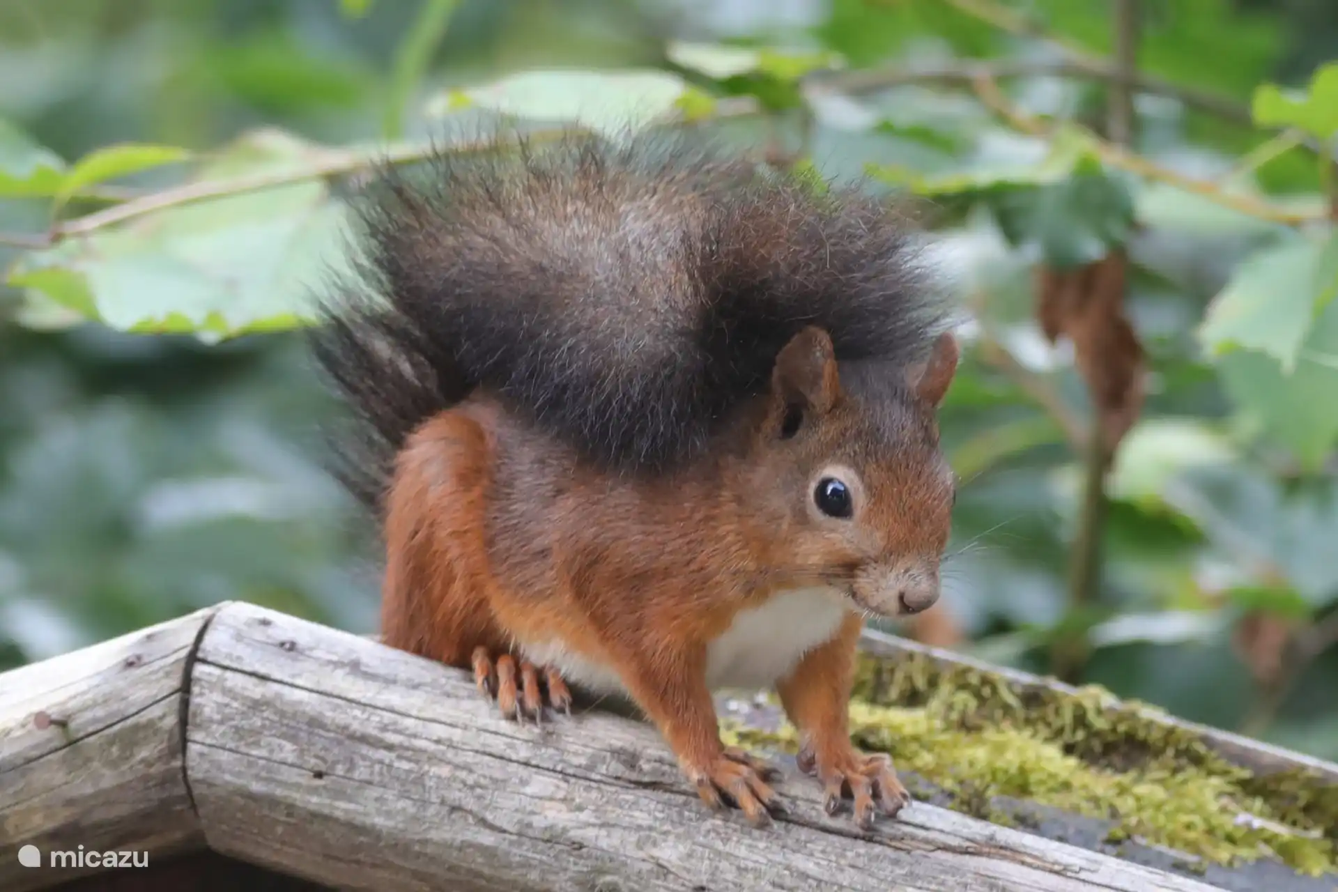 L’écureuil vient aussi régulièrement prendre une collation