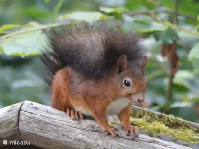 Soy Sternberg 33 en Alemania, Sauerland, Frankenau - casa vacacional La ardilla también viene regularmente a merendar