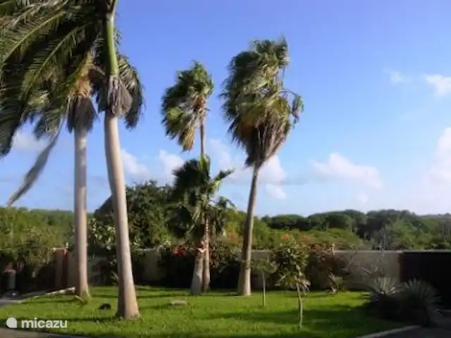Location de Vacances Curaçao, Curaçao-Centre, Willemstad, appartement - Appartement avec piscine privée Cour avant