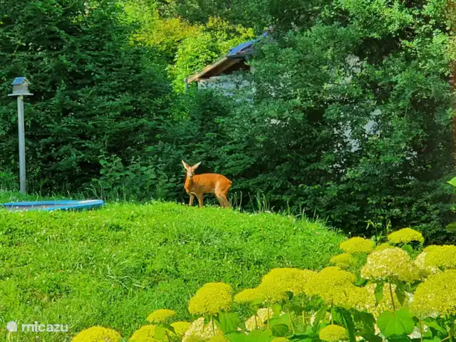 Casa de vacaciones Maraval en Francia, Dordoña, Cublac - casa vacacional Ciervos en el patio delantero