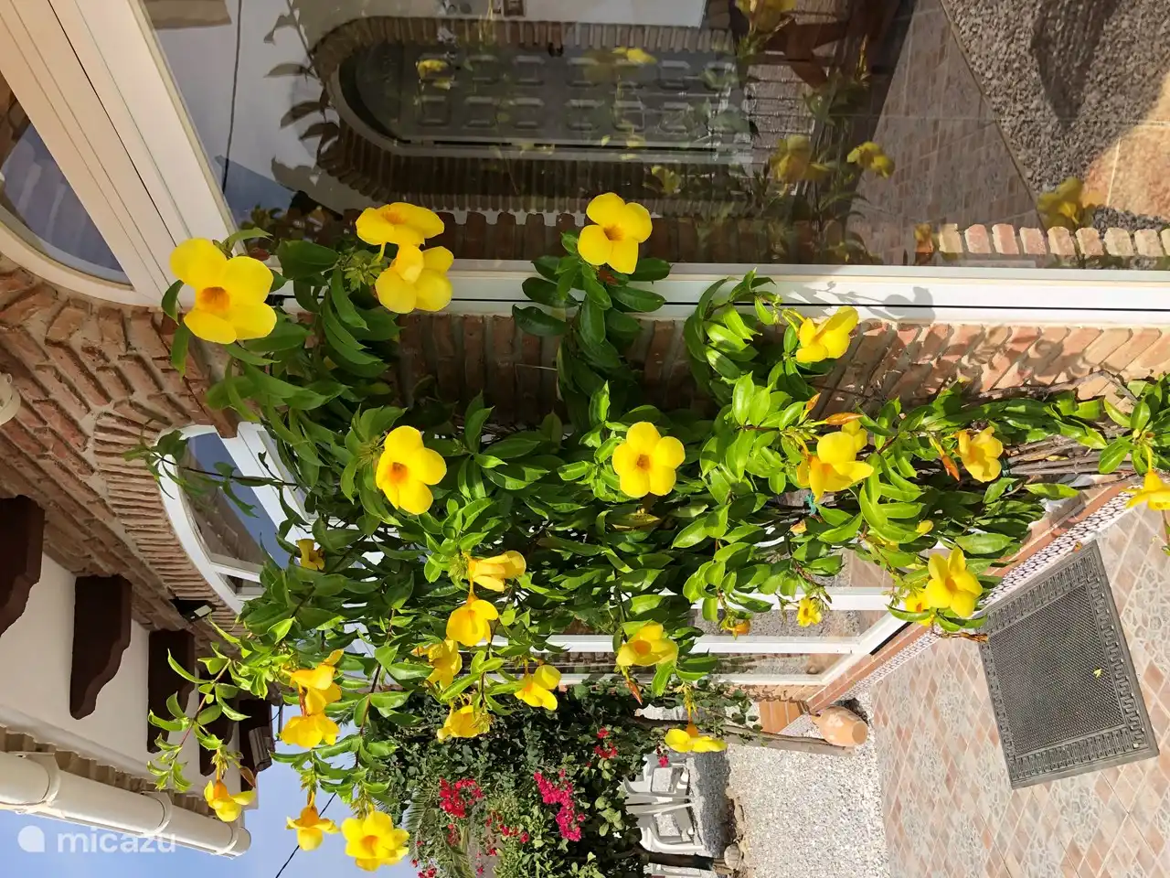 Neben dem Eingang unsere blühende Kletterpflanze mit wunderschönen Blüten.