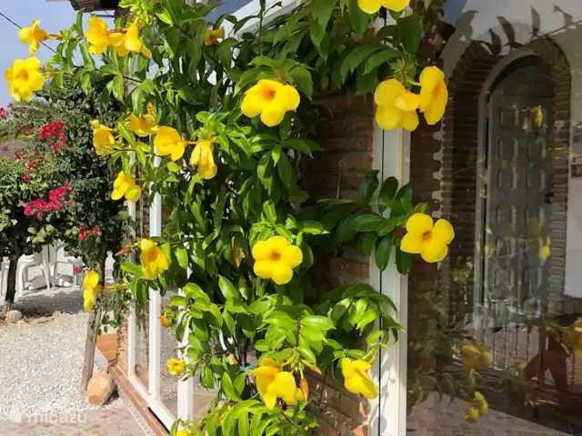 Villa  Casa Hollandia huren in Spanje, Andalusië, Viñuela - villa Naast de ingang onze bloeiende klimmer waar prachtige bloemen in komen.