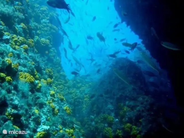 Villa  Casa Hollandia huren in Spanje, Andalusië, Viñuela - villa Aan de baai van La Herradura op 45 autominuten  kom je in het duikgebied La Calita of los Gigantes. Meestal vind je in dit gebied een zandachtige bodem met dieptes van 3 tot 15m, maar op sommige plaatsen bevinden zich diepe kloven tot 35m onder de zeespiegel.
Voor gevorderde duikers mooie plekken.