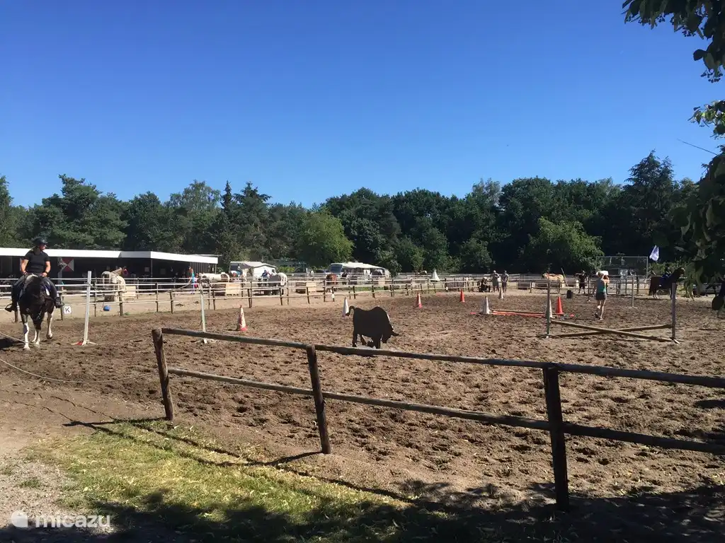 Manege ordentlich gepflegt.