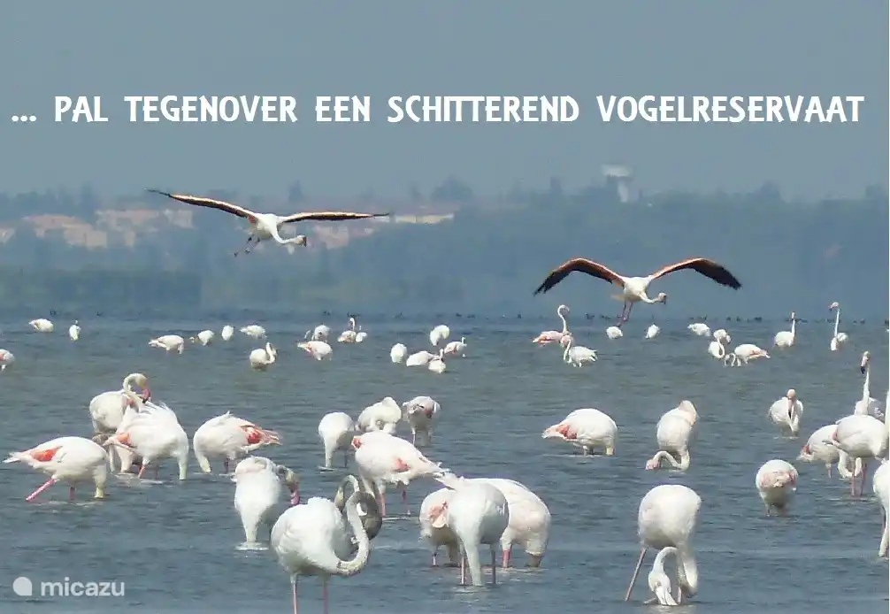 Flamingos sind in manchen Jahreszeiten gleich um die Ecke.