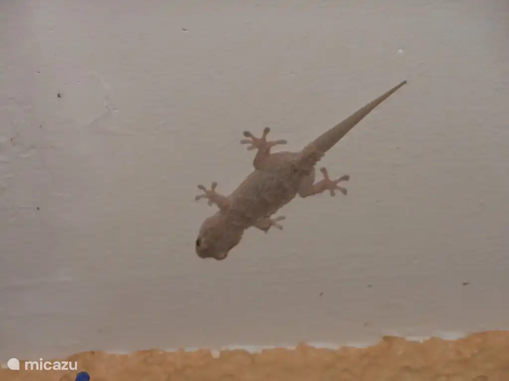 Der Gecko auf der Jagd kann jeden Abend auf der überdachten Außenterrasse mit Beleuchtung genossen werden.