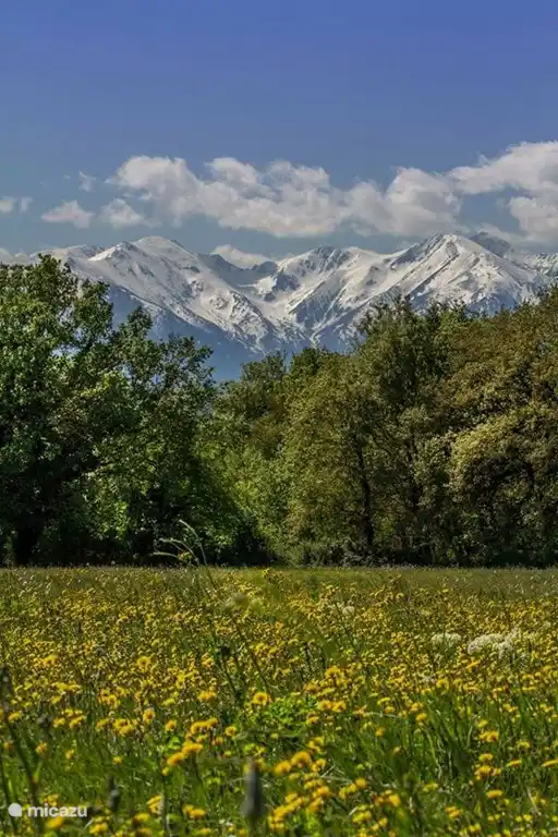 Im Frühjahr bricht das Blütenmeer bei schönem Wetter früh durch.