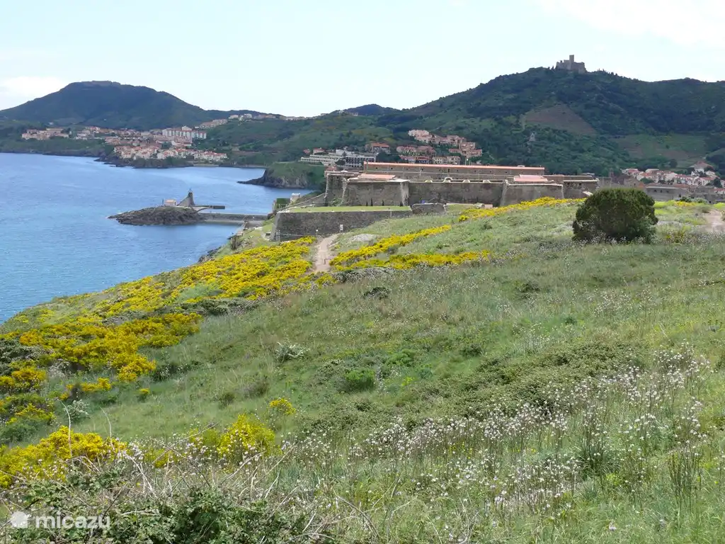 Wandern im langen Frühling in einem Blumenmeer.