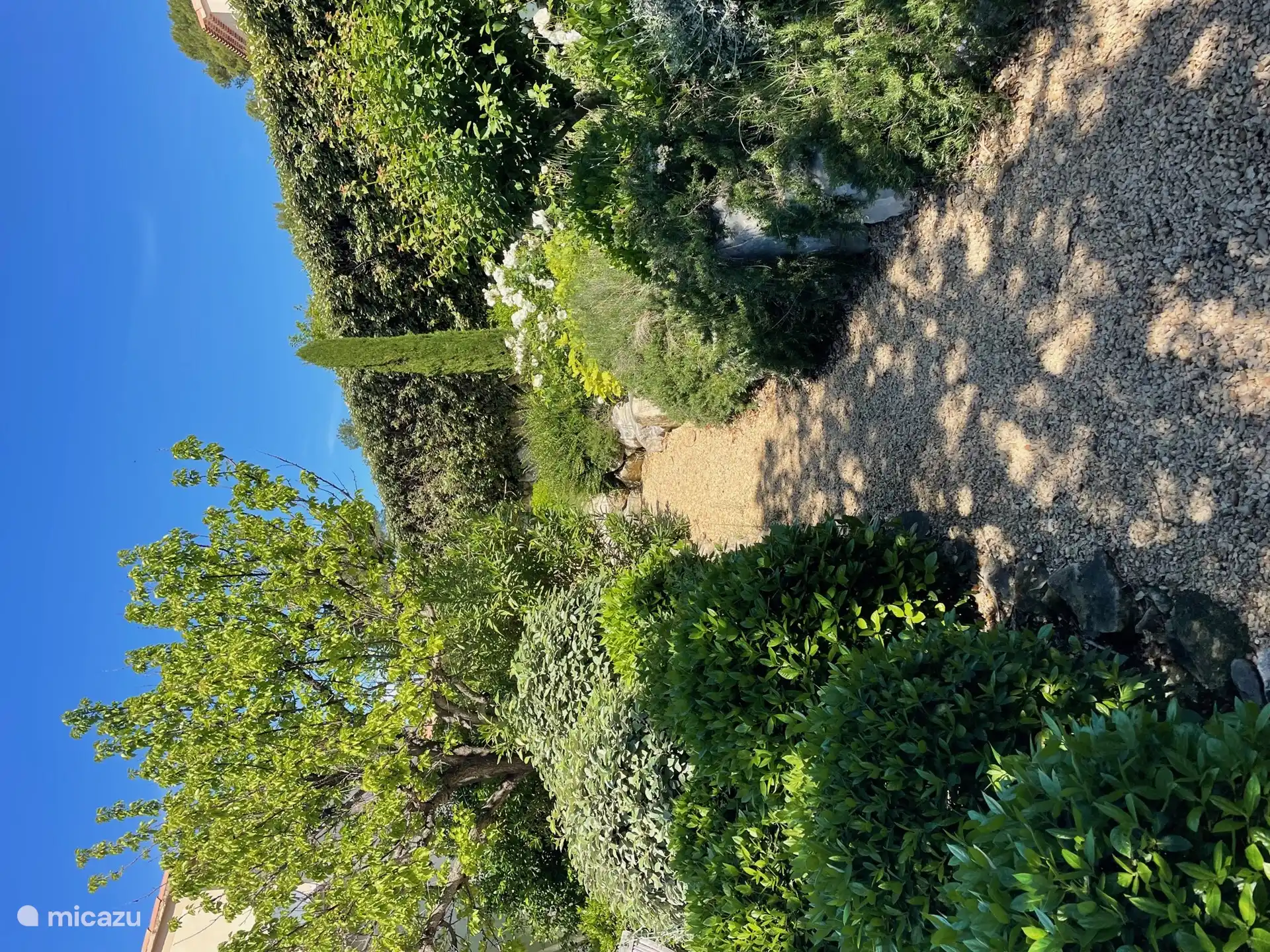Path in the garden through the greenery