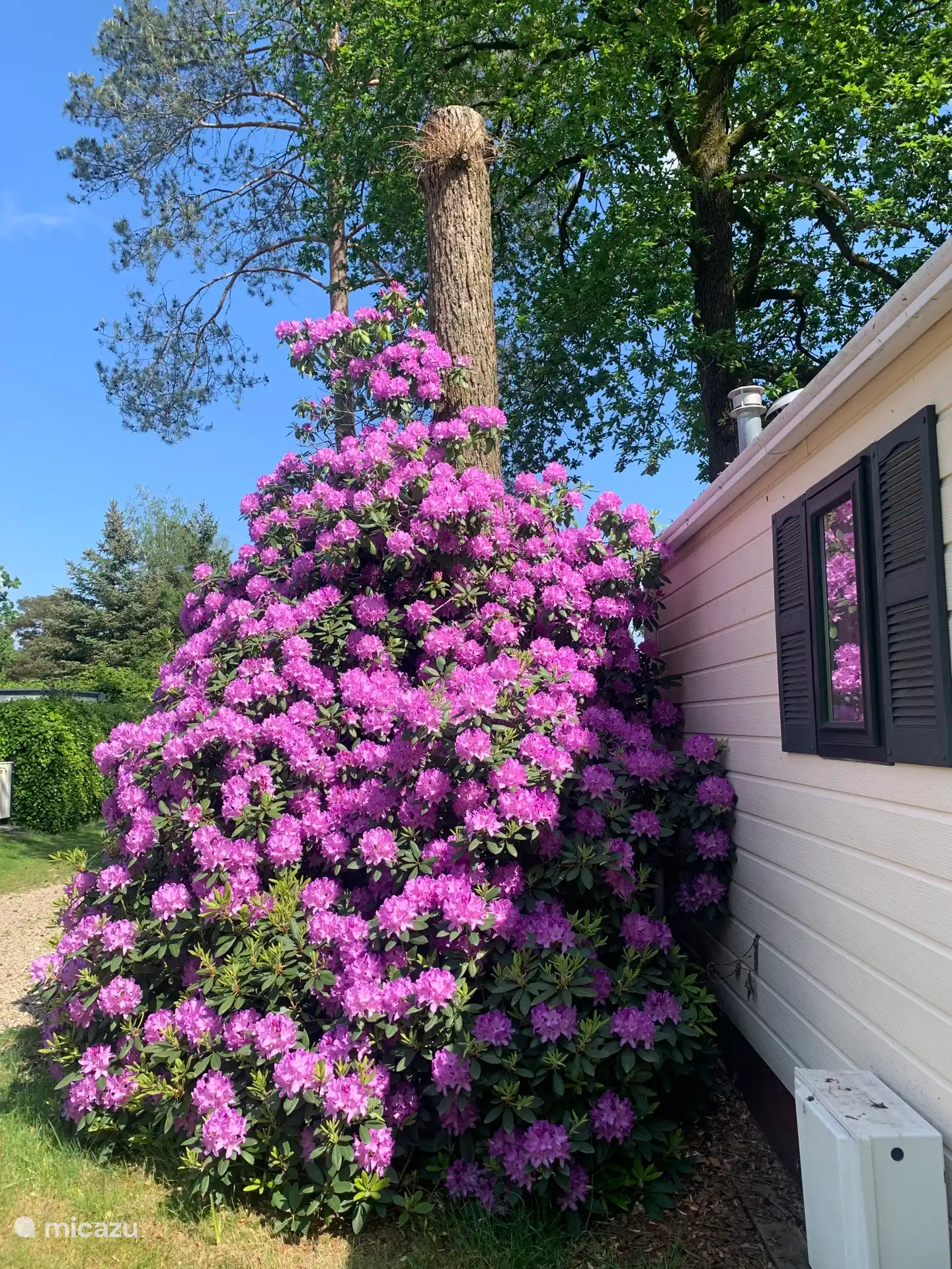 De Rododendron in bloei in mei 