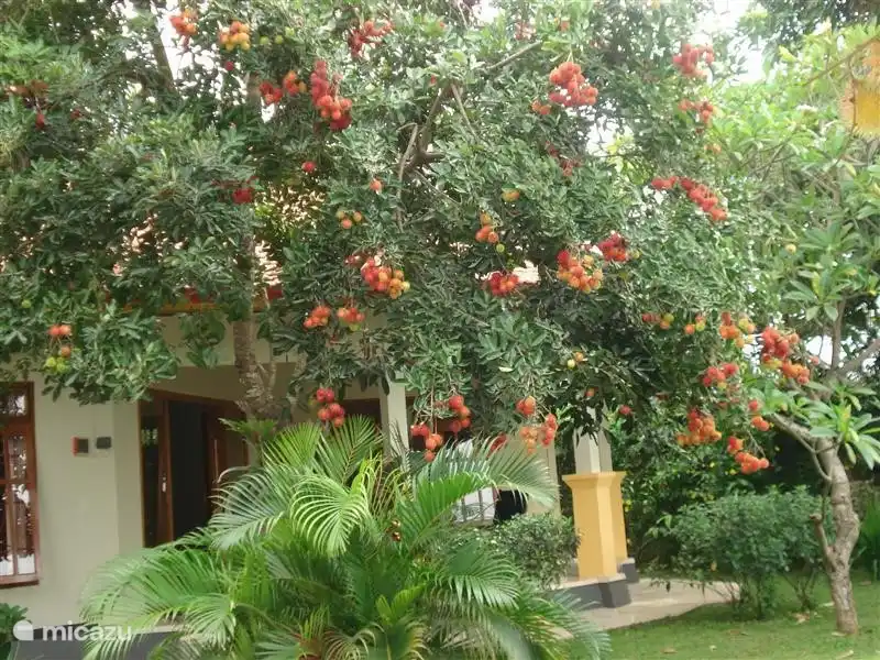 Rambutan Zeit