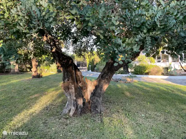 Villa Guillermo | Espagne, Costa Blanca, Jávea - villa dans le jardin se trouvent plusieurs caroubiers : avec leurs formes particulières, ce sont des objets d'art naturels