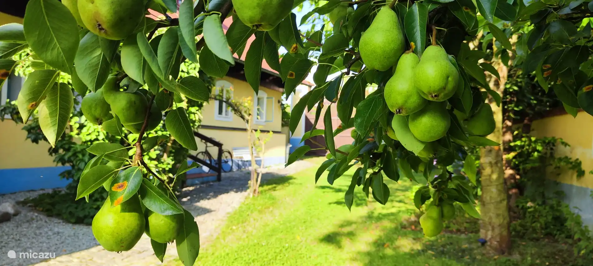 También hay varios árboles frutales en el jardín delantero.