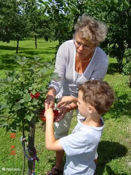 In den verschiedenen Jahreszeiten holen Sie sich die Bio-Obst aus dem Garten:
Juni: Kirschen
Juli: Johannisbeere, Stachelbeere und Aprikose
August Pflaumen und Äpfeln
September, Birnen, Äpfel, Brombeeren und fambozen
Oktober: Äpfel und Walnüsse

Im Kräutergarten finden
genug Zutaten für Ihre Gerichte
