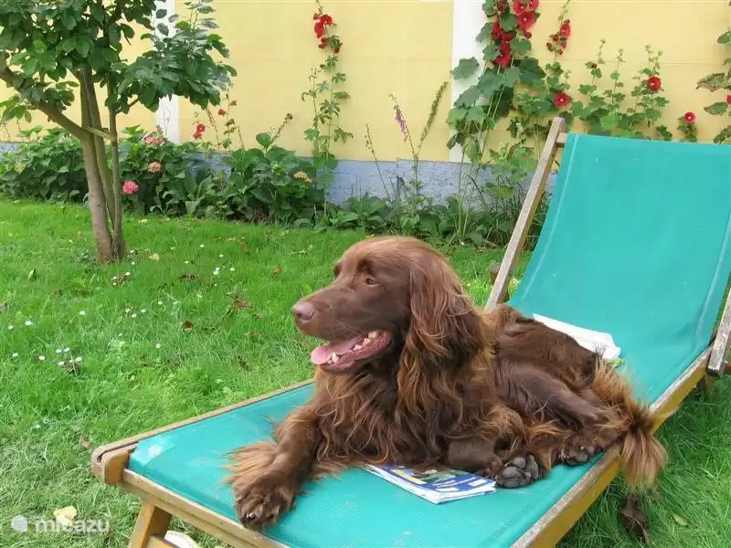Auch ihr Haustier erlebt einen wunderschönen Urlaub hier. Hunde willkommen!