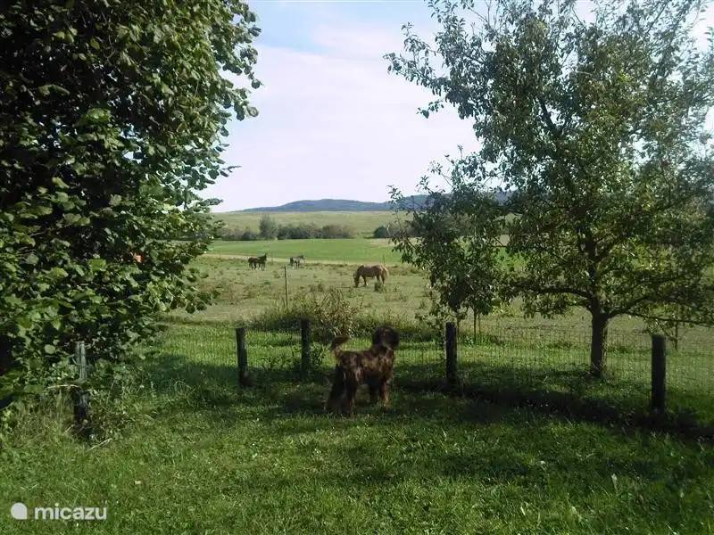 Über Ihre Kinder und Haustiere, brauchen Sie sich keine Sorgen zu machen, wenn sie in dem großen Obstgarten von  1000 m2  spielen, weil es komplett eingezäunt ist!