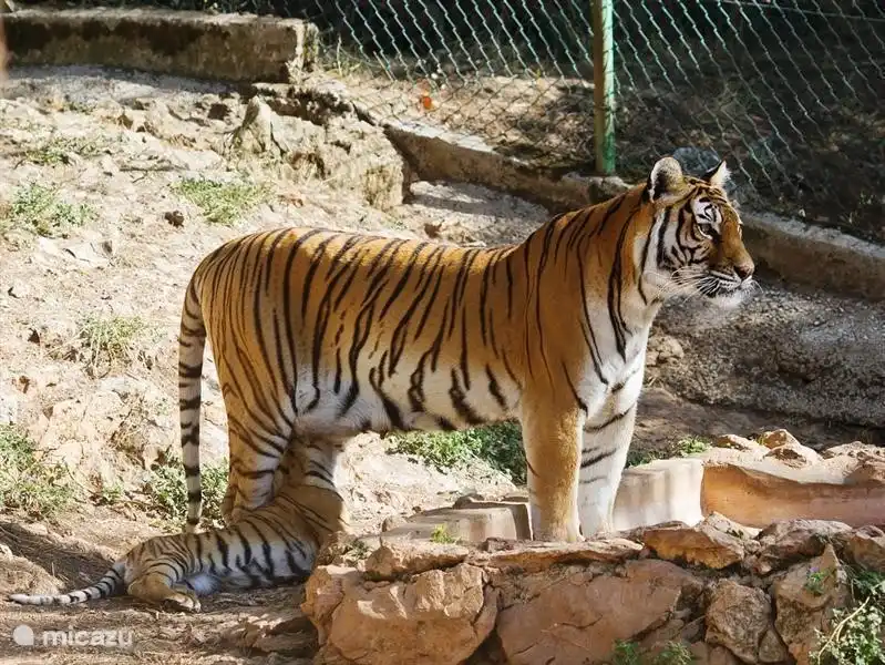 Zoo Toulon ist es definitiv wert. Viele Katzen. Der Zoo ist nicht sehr groß, aber man kann die Tiere aus der Nähe sehen. Es gibt zwei möglicherweise tun, um dorthin zu gelangen, oder eine sehr schmale Bergstraße oder mit der Seilbahn oben in der Gondel.
