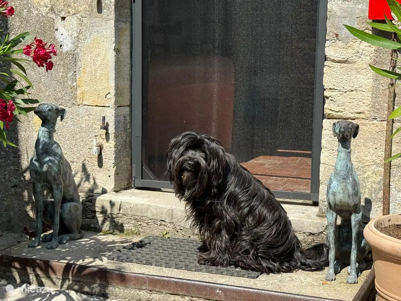 And this is Loyd, who spent his holidays there and, according to his owners, ran around the garden. Loyd is a Tibetan Terrier!