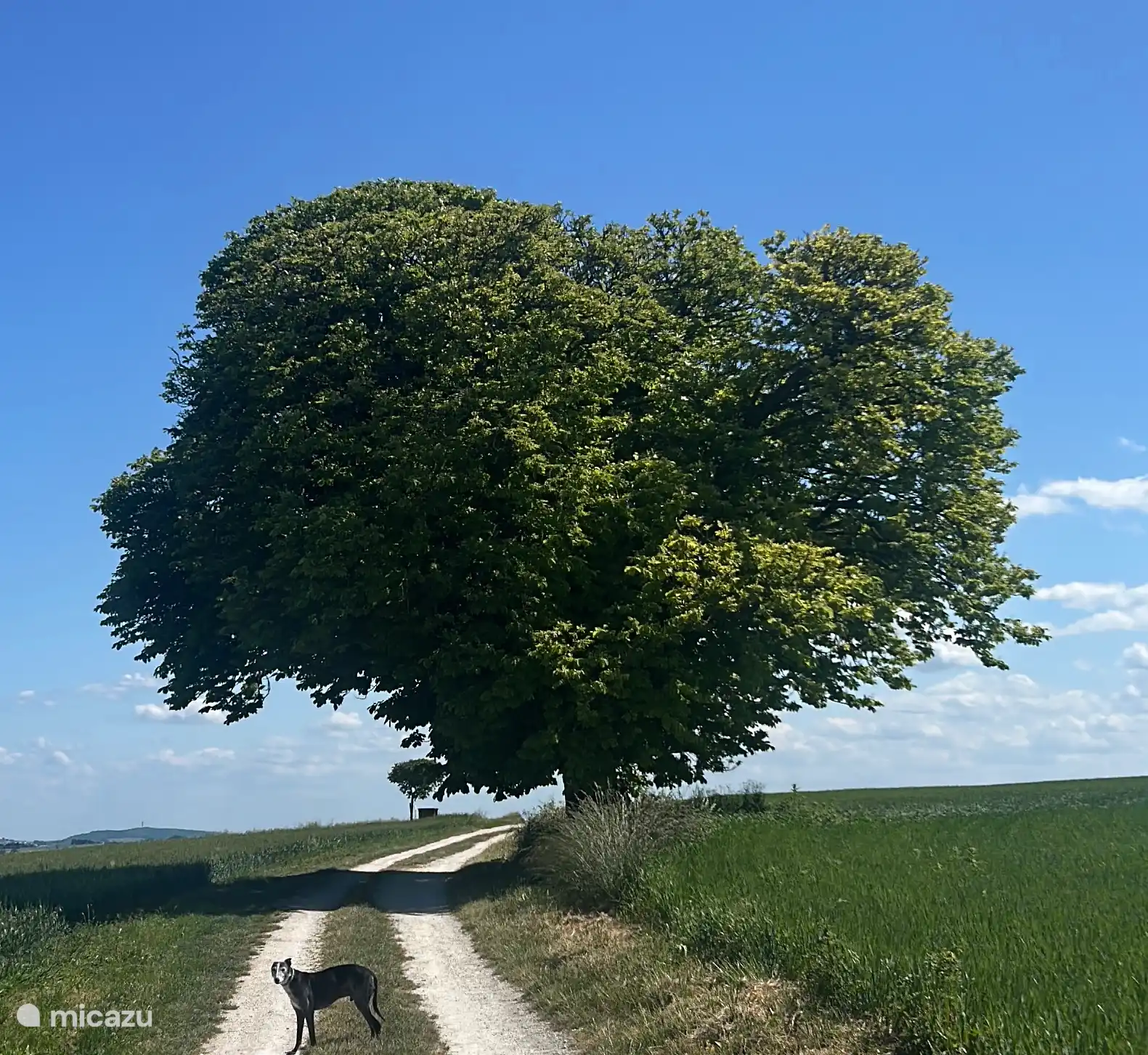 Or here my old Sir James. Fourteen years old and still fit. The photo was taken at Les Marnes . Two minutes from here.  There even more view than from the garden of the house,