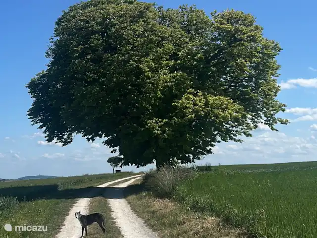Location de Vacances France, Loire, Sancerre, gîte / cottage - Les Jours Heureux près de Sancerre/Loire Ou ici, mon vieux Sir James. Quatorze ans et toujours en forme. La photo a été prise aux Marnes. À deux minutes d’ici.  Il y a encore plus de vue que depuis le jardin de la maison,