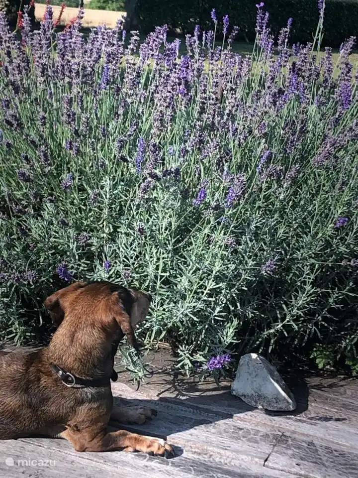 Dogs of all shapes and sizes are very welcome. (Here's a sweet dachshund........