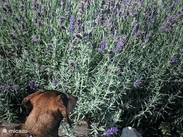 Location de Vacances France, Loire, Sancerre, gîte / cottage - Les Jours Heureux près de Sancerre/Loire Les chiens de toutes formes et tailles sont les bienvenus. (Voici un doux teckel........