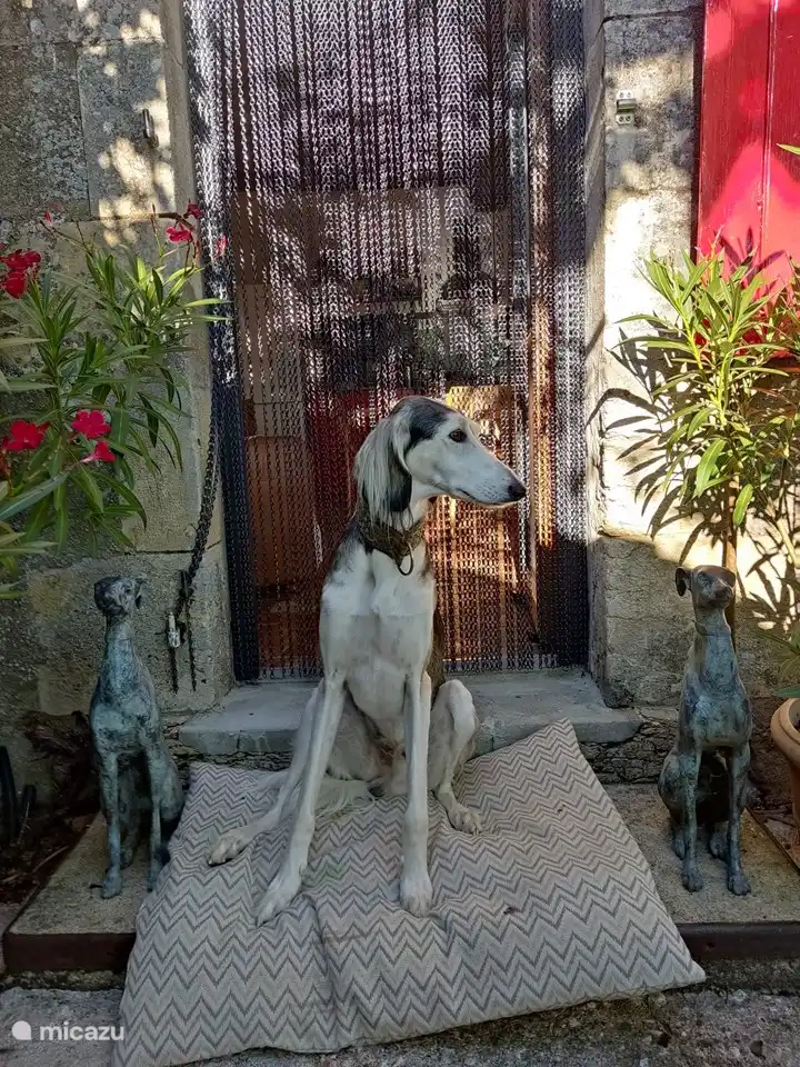 .......and here a Saluki.