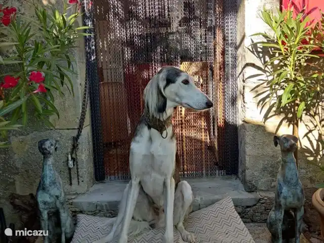 Location de Vacances France, Loire, Sancerre, gîte / cottage - Les Jours Heureux près de Sancerre/Loire .......et ici un Saluki.