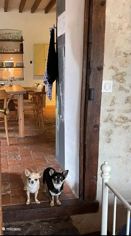 Or these two regular Chihuahua customers :)