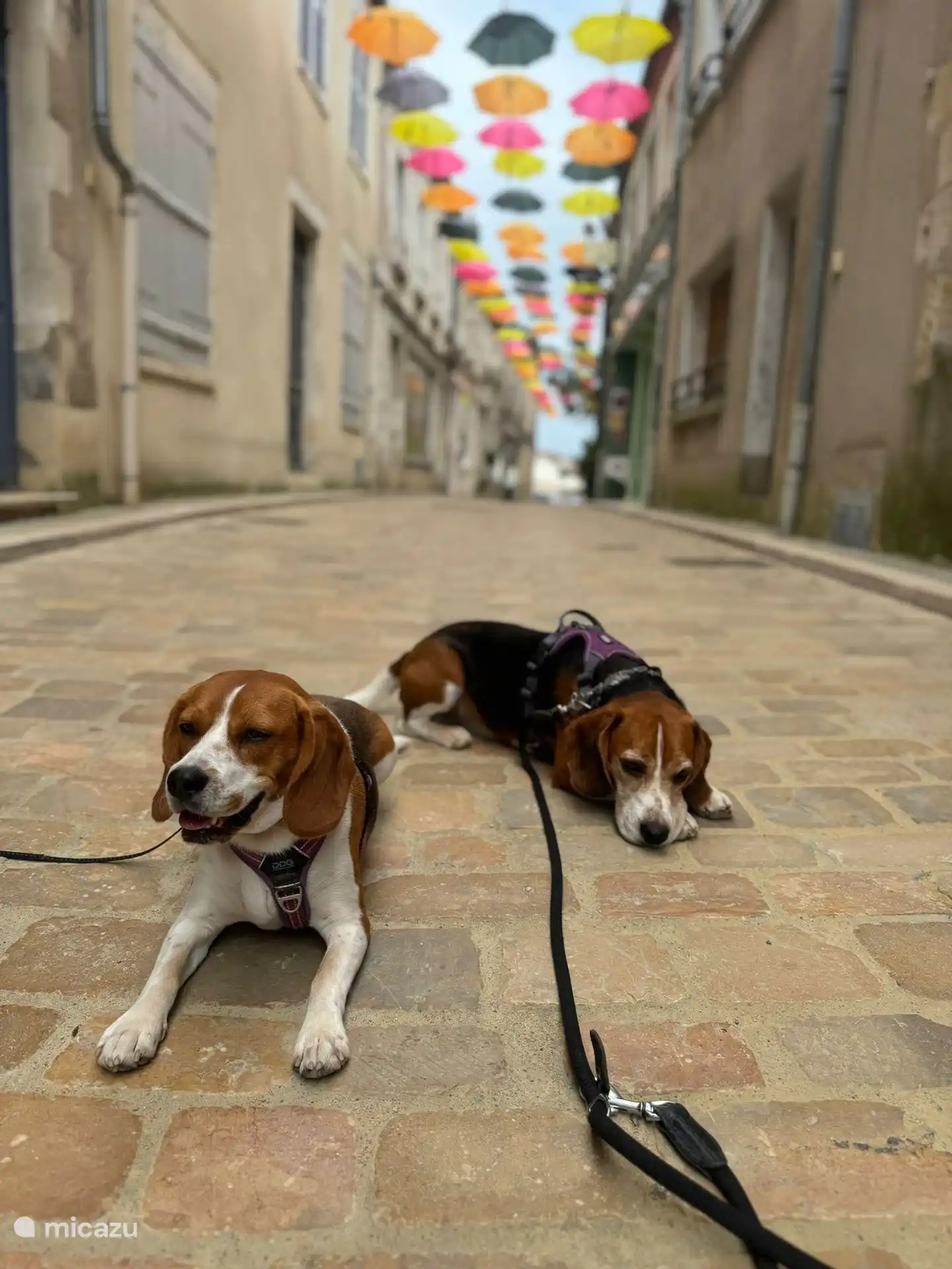 Dogs are very popular in France and welcome almost everywhere. Even in the Wine Museum in Sancerre. Highly recommended if you want to know more about the terroir of Sancerre wines.