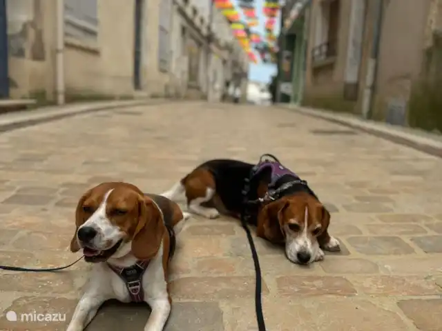 Location de Vacances France, Loire, Sancerre, gîte / cottage - Les Jours Heureux près de Sancerre/Loire Les chiens sont très populaires en France et les accueillent presque partout. Même au Musée du Vin de Sancerre. Fortement recommandé si vous voulez en savoir plus sur le terroir des vins de Sancerre.