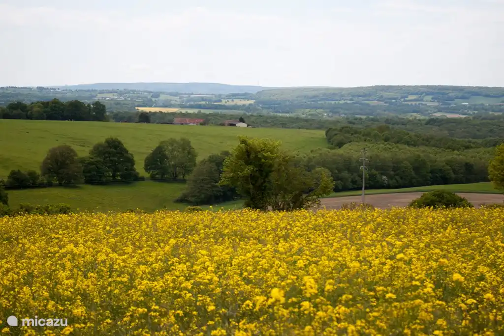 Along the site is a large field, the cultivation of grain is alternated with rapeseed.