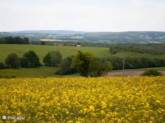 Location de Vacances France, Loire, Sancerre, gîte / cottage - Les Jours Heureux près de Sancerre/Loire Le long du site se trouve un grand champ, la culture des céréales est alternée avec celle du colza.