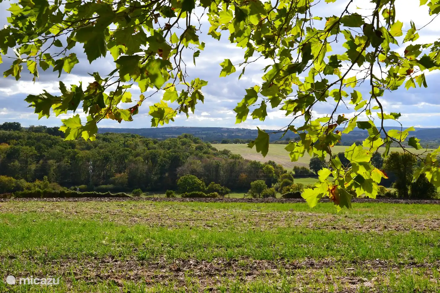 Here you can relax under the plane tree.