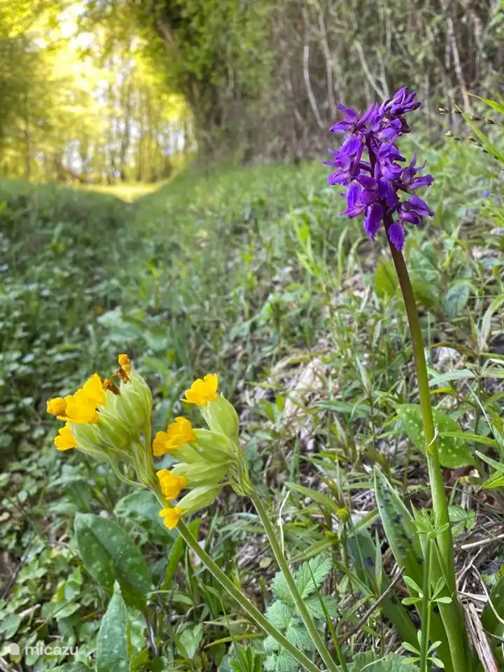 Wild flowers in spring.