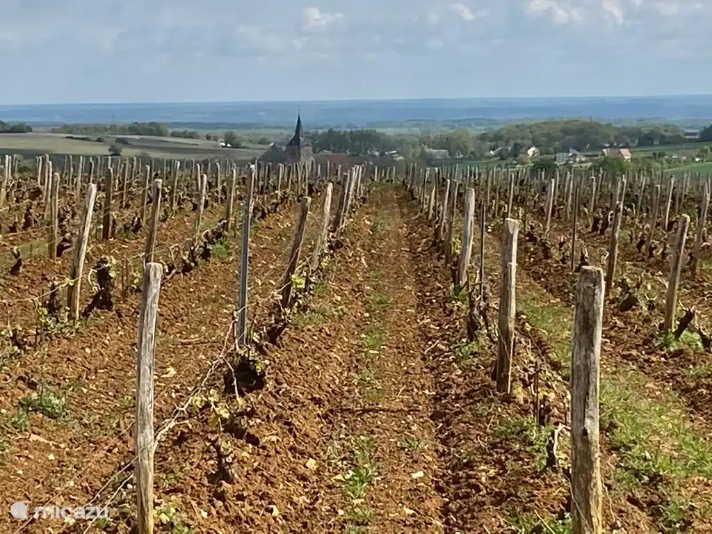 The vineyards at Sancerre.
