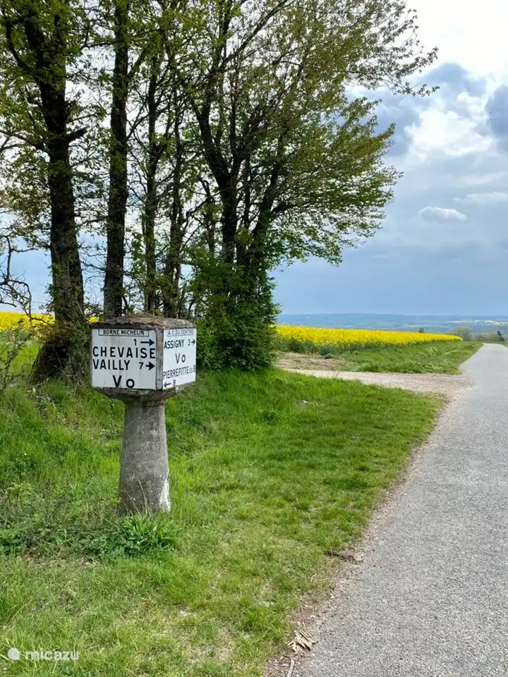 Rapeseed blossom in the spring.