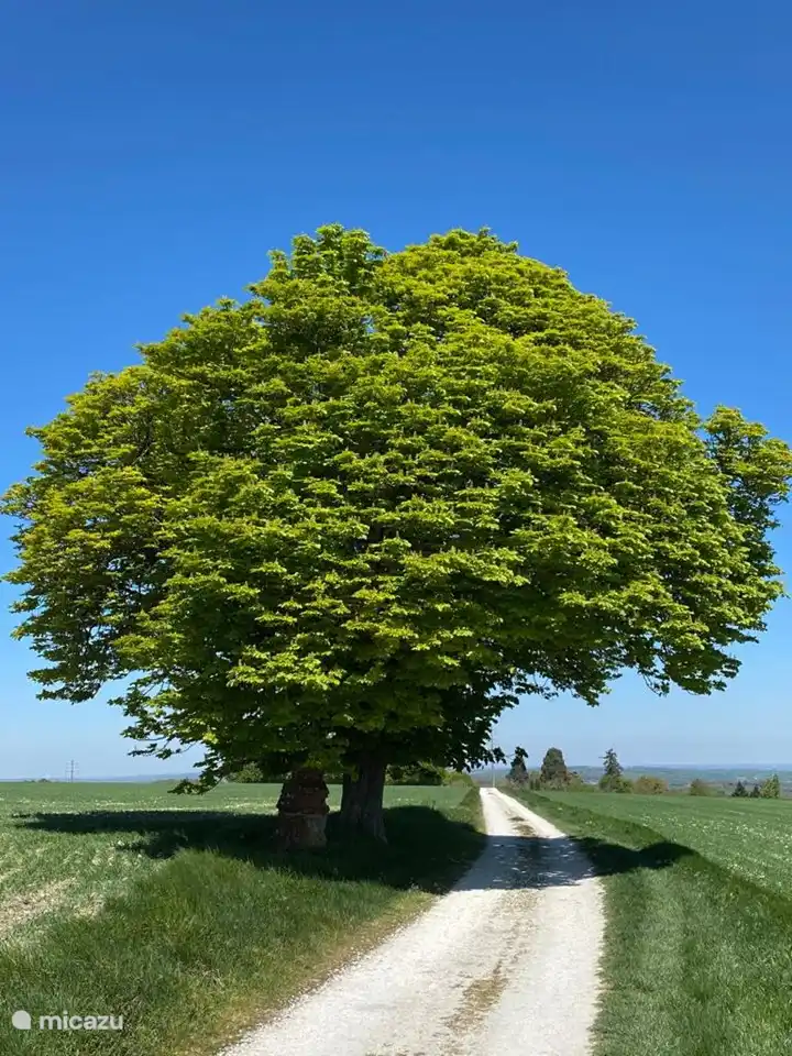 This tree is always a landmark when you walk in the area. It stands at an altitude of 330 meters and is approximately one kilometer from the holiday home.