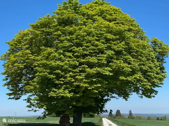 Location de Vacances France, Loire, Sancerre, gîte / cottage - Les Jours Heureux près de Sancerre/Loire Cet arbre est toujours un point de repère lorsque vous vous promenez dans la région. Il se trouve à une altitude de 330 mètres et se trouve à environ un kilomètre de la maison de vacances.